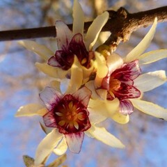 Bloemen-flowers Chimonanthus praecox - Winterzoet