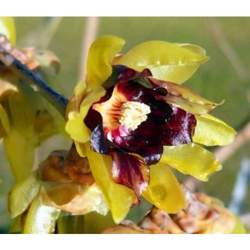 Bloemen-flowers Chimonanthus praecox