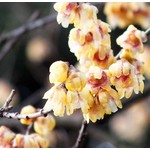 Bloemen-flowers Chimonanthus praecox