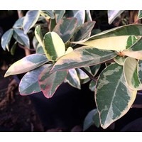 Bloemen-flowers Trachelospermum jasminoides Variegata - Star jasmine - Tuscan jasmine