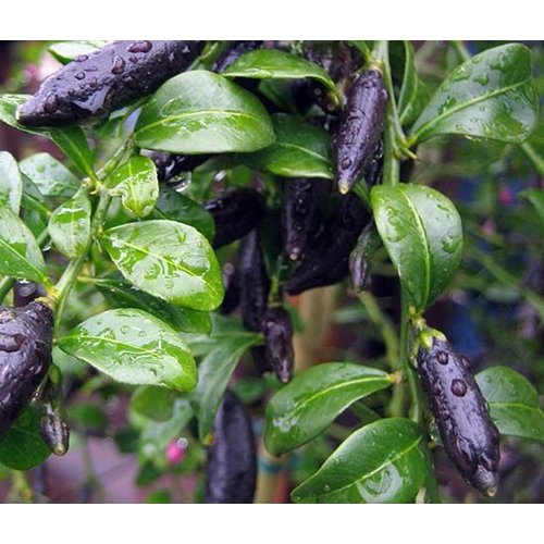 Eetbare tuin-edible garden Citrus australasica - Vingerlimoen - Limoenkaviaar