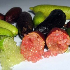 Eetbare tuin-edible garden Citrus australasica - Vingerlimoen - Limoenkaviaar