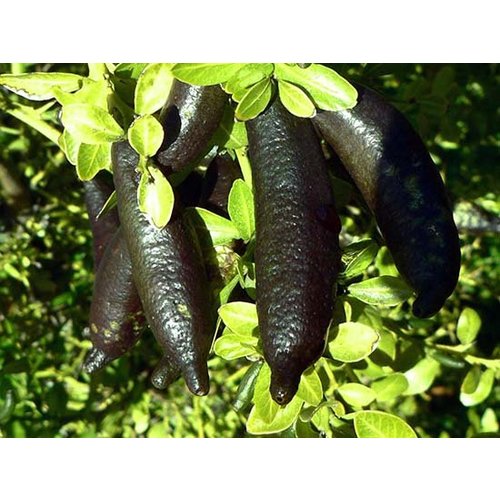 Eetbare tuin-edible garden Citrus australasica - Vingerlimoen - Limoenkaviaar