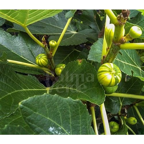 Eetbare tuin-edible garden Ficus carica Panache - Tigerfig