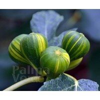 Eetbare tuin-edible garden Ficus carica Panache- Figuier Panache