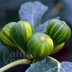 Eetbare tuin-edible garden Ficus carica Panache - Tijgervijg