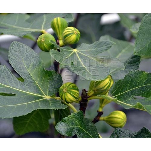 Eetbare tuin-edible garden Ficus carica Panache - Tigerfig