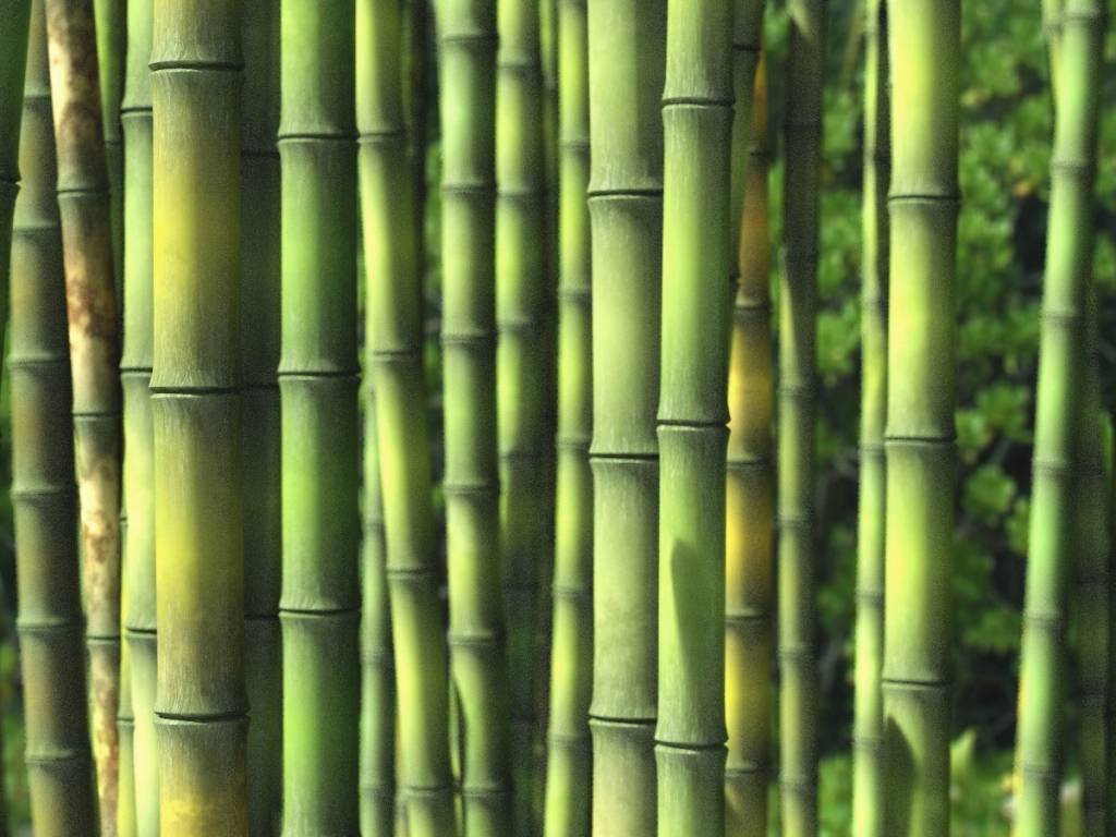 Bamboe-bamboo