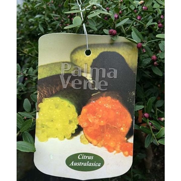 LIMONE CAVIALE Citrus australasica (Finger Lime) -POLPA VERDE- - Ingegnoli