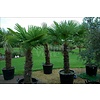 Palmbomen-palms Trachycarpus fortunei - Chinese windmolenpalm