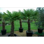 Palmbomen-palms Trachycarpus fortunei - Palmier de Chine