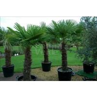 Palmbomen-palms Trachycarpus fortunei - Palmier de Chine