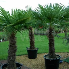 Palmbomen-palms Trachycarpus fortunei - Chinese windmill palm
