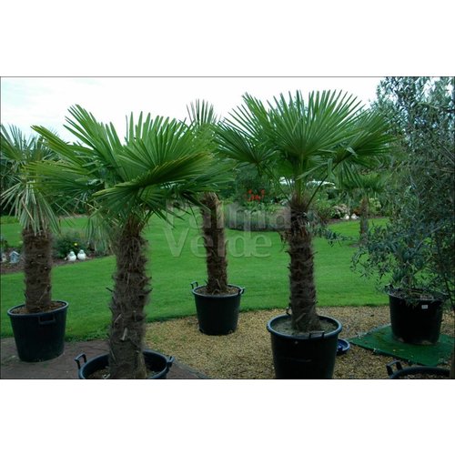 Palmbomen-palms Trachycarpus fortunei - Palmier de Chine
