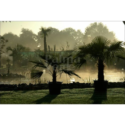 Palmbomen-palms Trachycarpus fortunei - Palmier de Chine