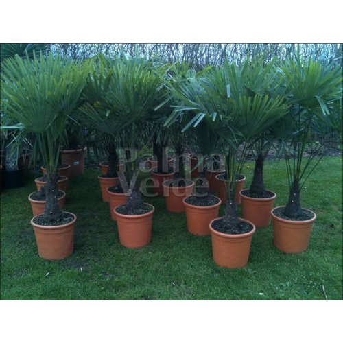 Palmbomen-palms Trachycarpus fortunei - Palmier de Chine