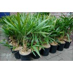 Palmbomen-palms Trachycarpus fortunei - Palmier de Chine