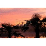 Palmbomen-palms Trachycarpus fortunei - Palmier de Chine