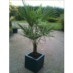 Palmbomen-palms Trachycarpus fortunei - Palmier de Chine