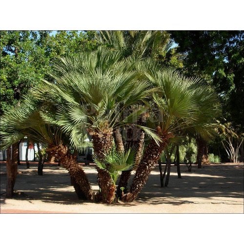 Palmbomen-palms Chamaerops humilis - European dwarf palm