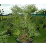 Palmbomen-palms Chamaerops humilis - Europese dwergpalm