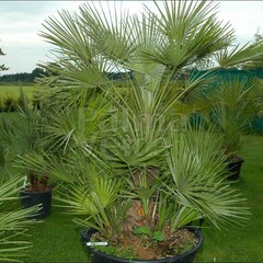 Palmbomen-palms Chamaerops humilis - Europese dwergpalm