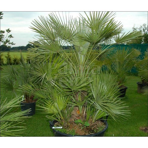 Palmbomen-palms Chamaerops humilis - Europese dwergpalm