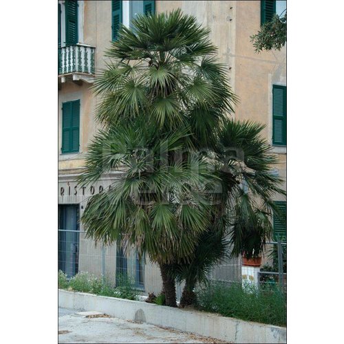 Palmbomen-palms Chamaerops humilis - European dwarf palm