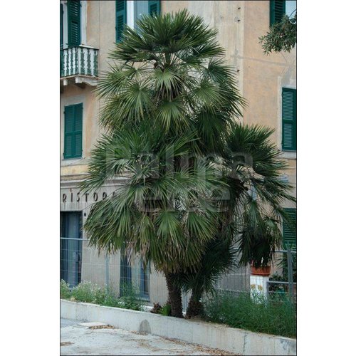 Palmbomen-palms Chamaerops humilis - Europese dwergpalm