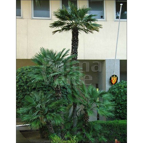 Palmbomen-palms Chamaerops humilis - Europese dwergpalm