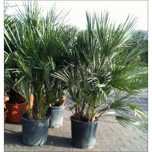 Palmbomen-palms Chamaerops humilis - European dwarf palm