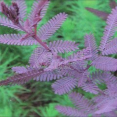 Bloemen-flowers Acacia baileyana Purpurea - Mimosa Violet