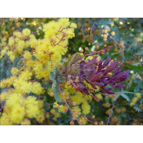Bloemen-flowers Acacia baileyana Purpurea - Mimosa