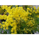 Bloemen-flowers Acacia dealbata Gauloise - Mimosa d'hiver