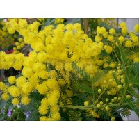 Bloemen-flowers Acacia dealbata Gauloise - Mimosa d'hiver