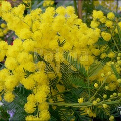 Bloemen-flowers Acacia dealbata Gauloise - Mimosa