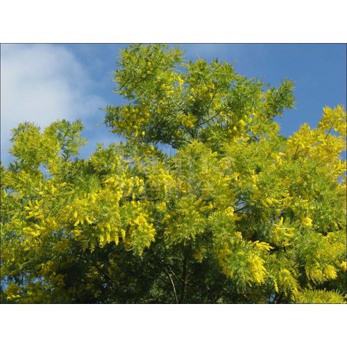 Bloemen-flowers Acacia dealbata Gauloise - Mimosa d'hiver