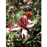 Bloemen-flowers Acca sellowiana - Brazilian guava