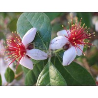 Bloemen-flowers Acca sellowiana - Brazilian guava - Feijoa