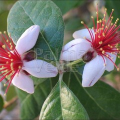 Bloemen-flowers Acca sellowiana - Braziliaanse guave- Feijoa