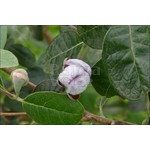 Bloemen-flowers Acca sellowiana - Braziliaanse guave