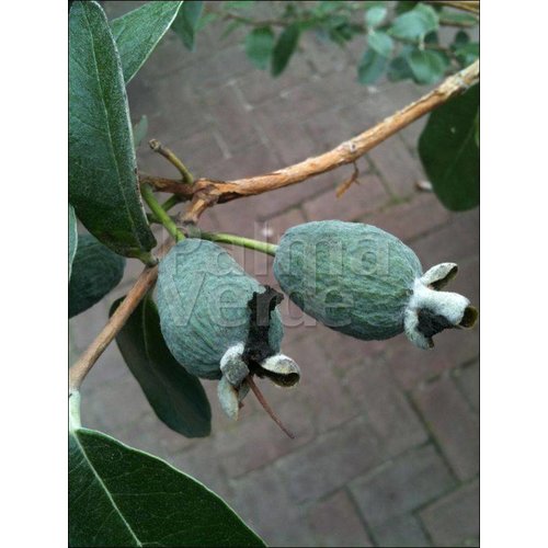 Bloemen-flowers Acca sellowiana - Braziliaanse guave