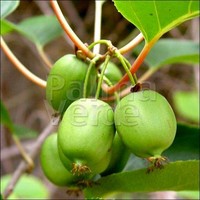 Eetbare tuin-edible garden Actinidia arguta Issai - Kiwberry - Siberian kiwi