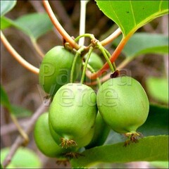 Eetbare tuin-edible garden Actinidia arguta Issai - Kiwibes - Siberische kiwi