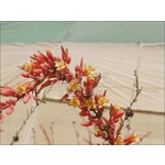 Woestijn-desert Hesperaloe parviflora - Yucca rouge