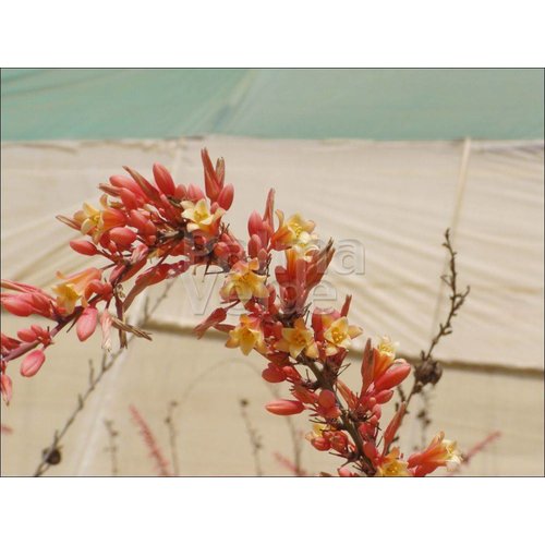 Woestijn-desert Hesperaloe parviflora - Yucca rouge