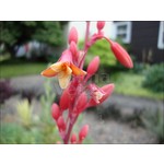 Woestijn-desert Hesperaloe parviflora - Red yucca