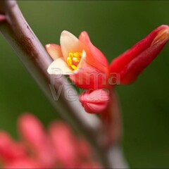 Woestijn-desert Hesperaloe parviflora - Red yucca