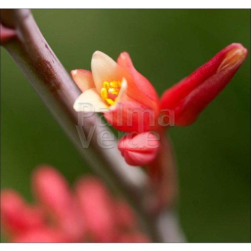 Woestijn-desert Hesperaloe parviflora - Red yucca