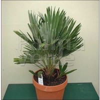 Palmbomen-palms Chamaerops vulcano